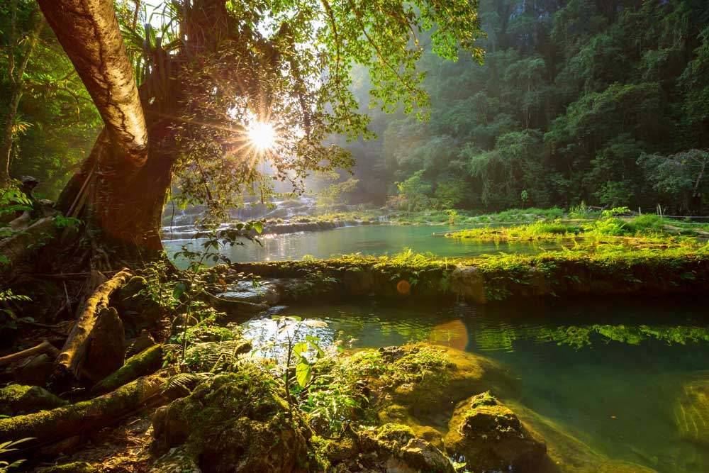Sunlit forest — growth and renewal